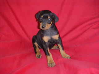 Doberman Puppy,Ca