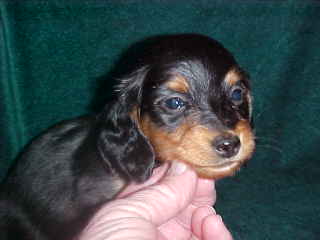 Black and tan longhair