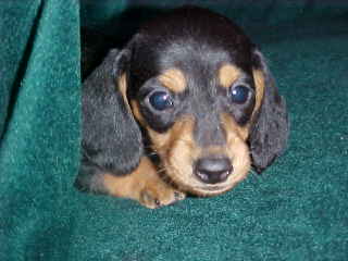 Smooth,Short hair black/tan male