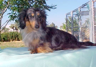 Long hair Black and tan silver dapple