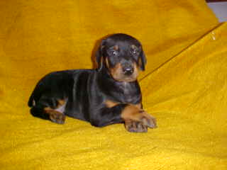 Dobie Puppies,Ca