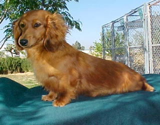 Long hair red mini Dachshund