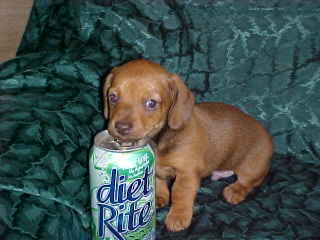 Smooth(short hair) Red mini Doxie puppy