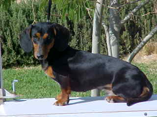 Mojo,Black and tan miniature Dachshund