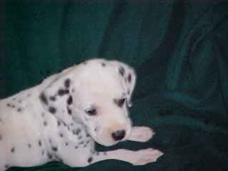 Picture taken at 5 weeks