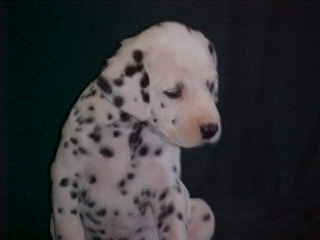 Pictured at 5 weeks