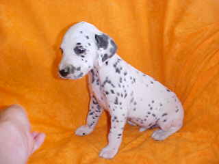 3 female Dalmatian puppies