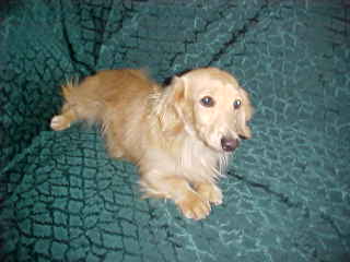 Red Miniature Dachshund,Stud Dog,Ca.