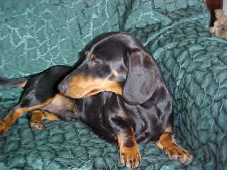 Black and Tan Miniature Dachshund Stud Dog,Ca.