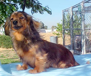Long hair shaded red miniature Dachshund
