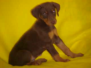 Red & Rust Doberman Puppie