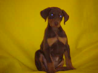 Black & Rust Doberman Puppy