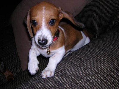 Red piebald,Miniature Dachshund