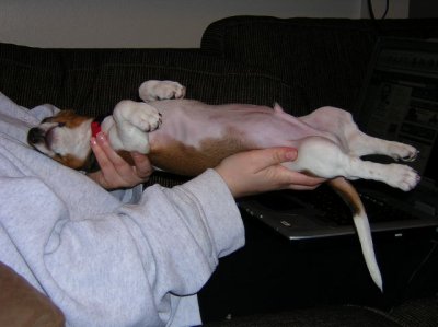 Red piebald,miniature Dachshund