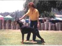 Black and Rust Doberman,Southern Ca.