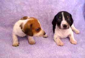 Piebald Miniature Dachshund Puppies,Smooth,short hair