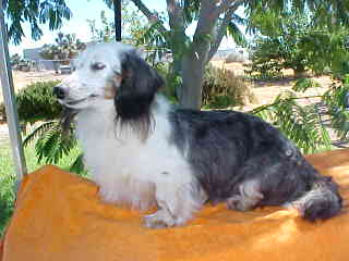 Black/tan Double dapple,Southern Ca