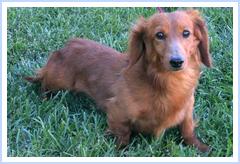 Miniature Dachshund longhair red