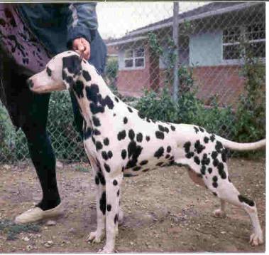 Black spotted Dalmatian,Palmdale,Ca.