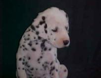 Pictured at 5 weeks
