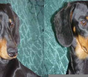 Black and Tan Miniature Dachshund,Stud dog,Ca.
