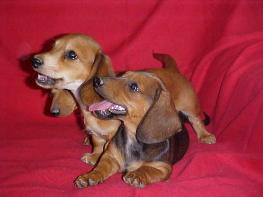 Smooth Red Miniature Dachshund Puppies,short hair