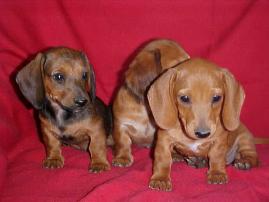 Red smooth/short hair Miniature Dachshund Puppies