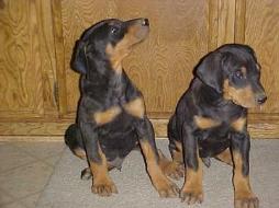 Black and Rust Dobie puppies,Southern Ca.