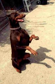 Red and Rust Doberman 